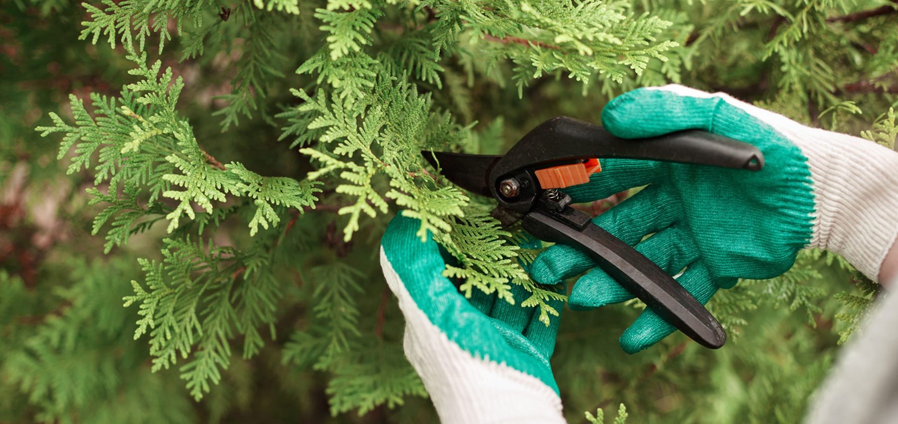Cropped view of female gardening worker wearing protective gloves while trimming plants with scissors in greenhouse. Close up shot of male gardener pruning thuja shrubs using sharp secateurs