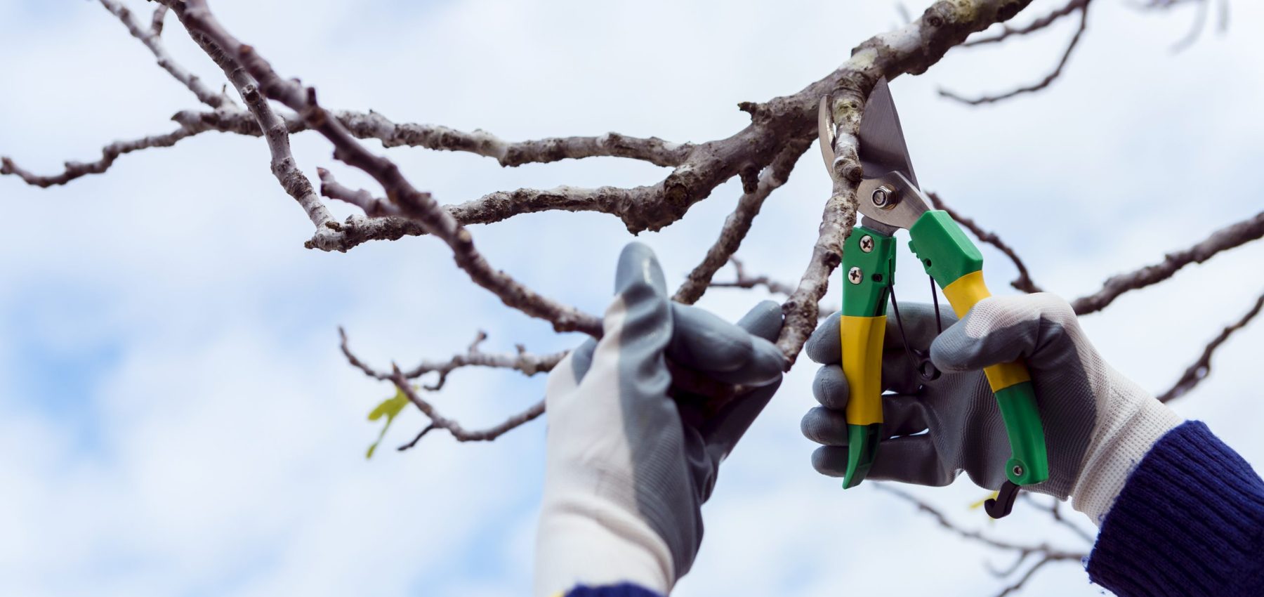 man-cutting-dried-branches